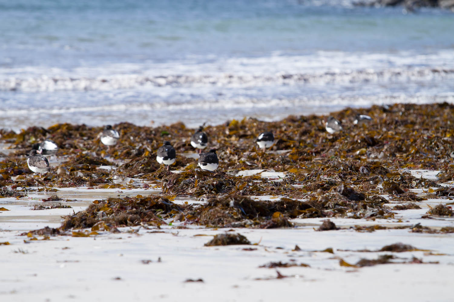 Wading sea birds at low tide in amongst the sea weed