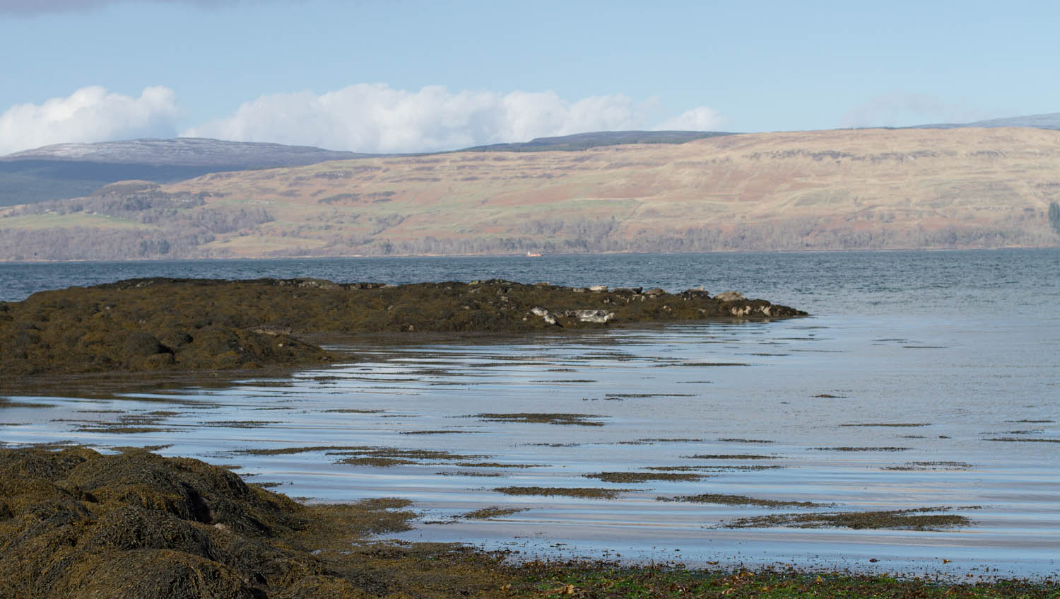 Sea loch, a rock with seals on have way up the photo. Sun is shining