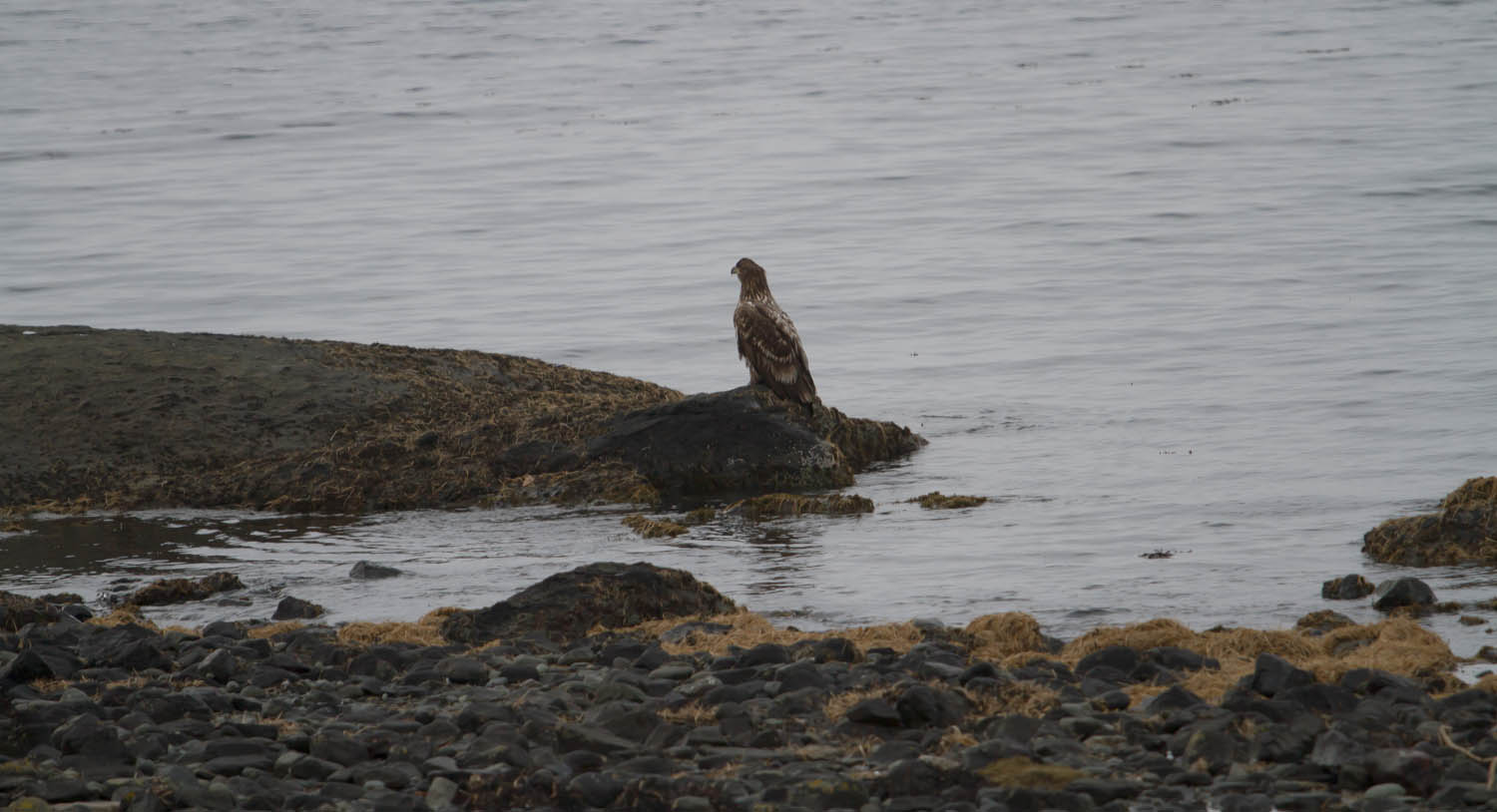 White tailed sea eagle perched on the side of a loch