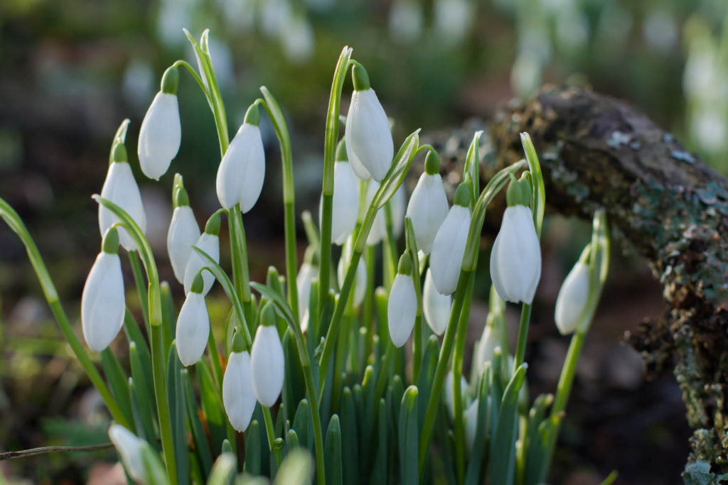 Scone Palace, Celebration of Snowdrops, Perthshire, Travel guide to Scotland