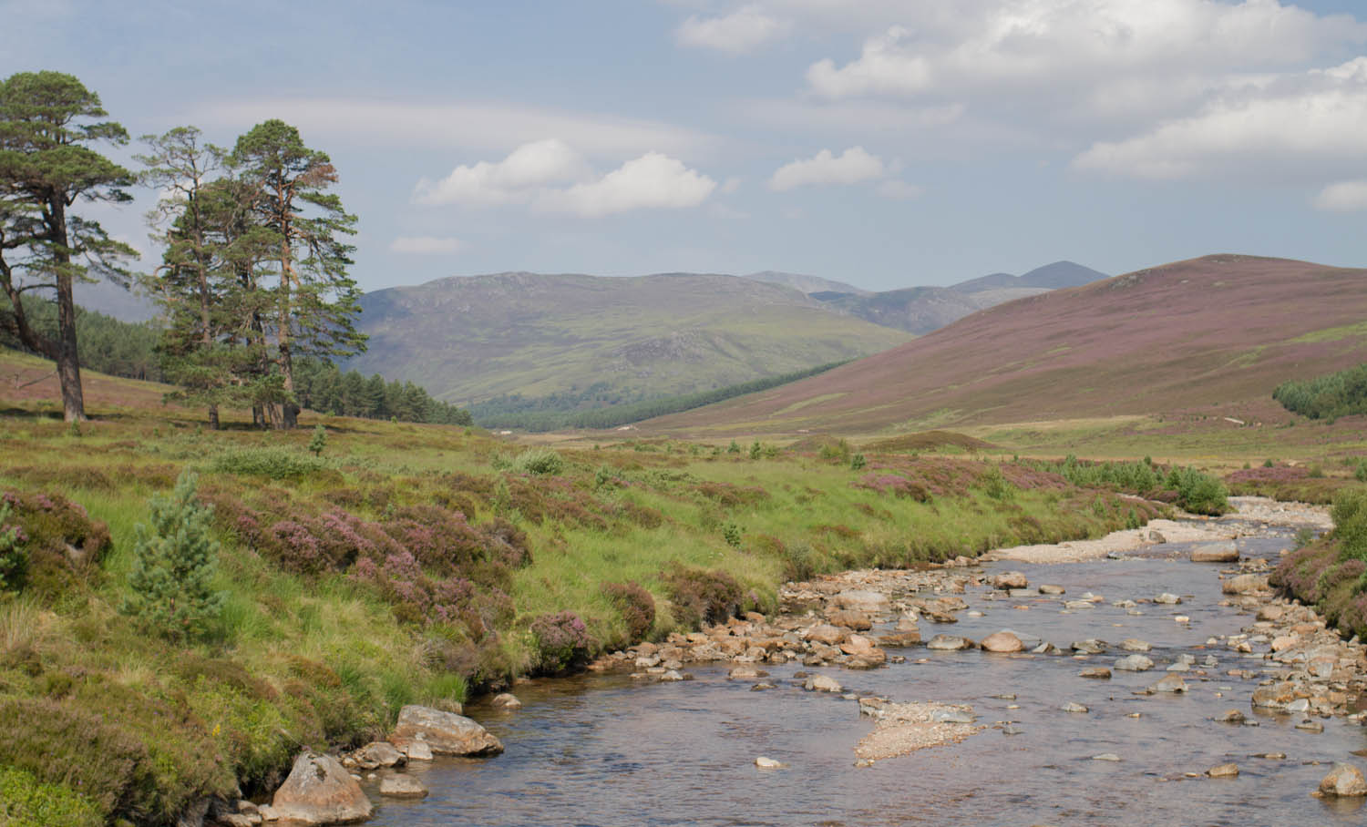 Mar Lodge Estate. River running through heather hills and trees in Scotland 