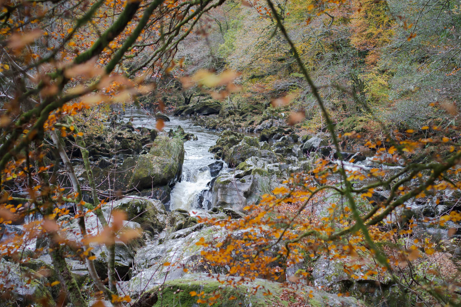 The Hermitage, Perthshire. Waterfall view through tree branches with autumnal leaves