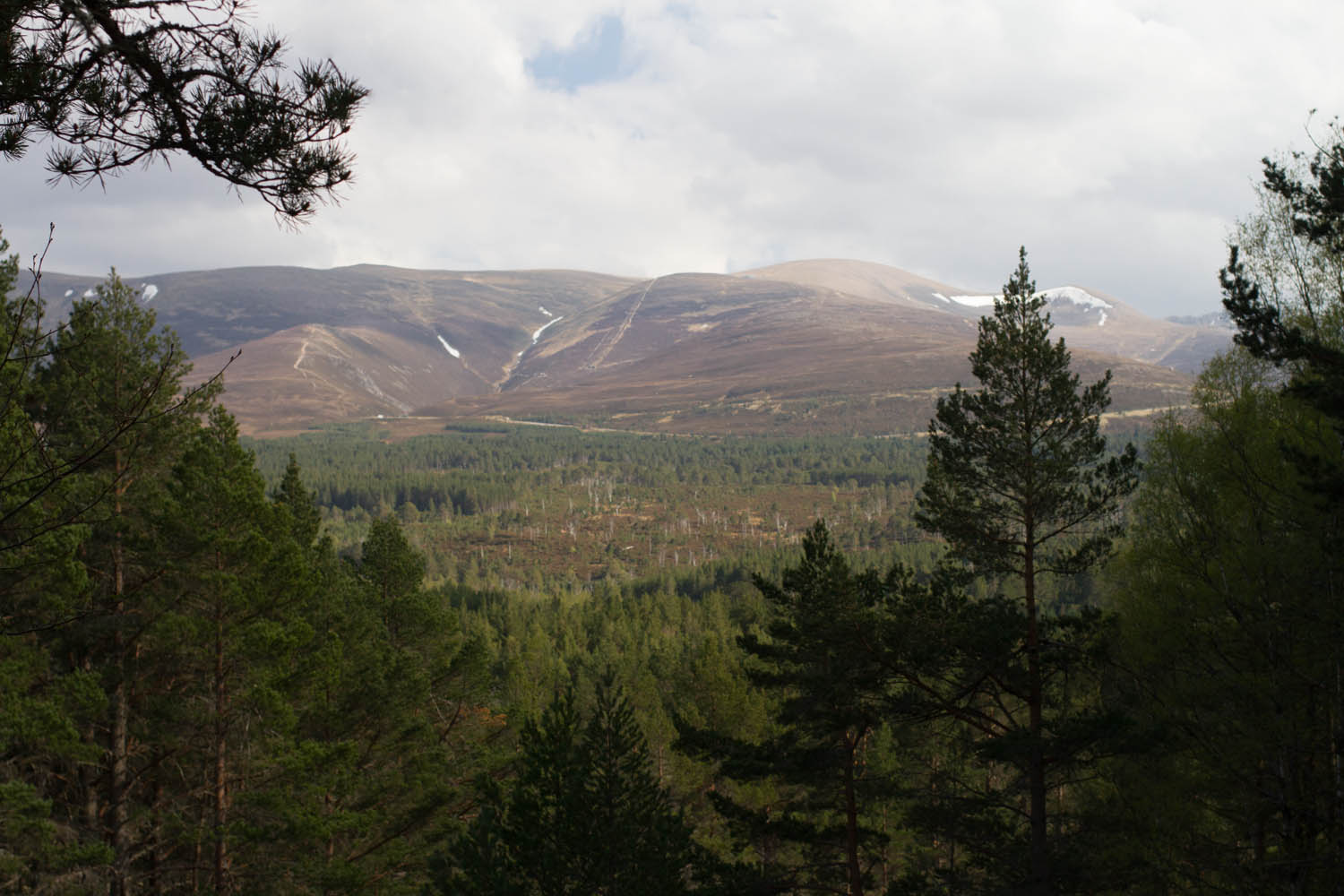 Cairngorms woodland