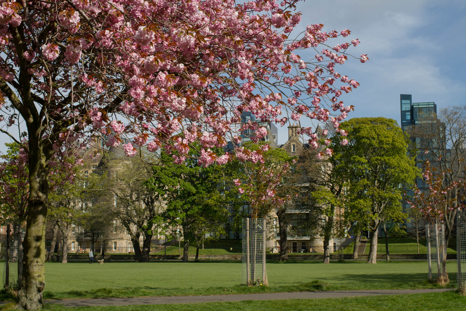 Photo of Edinburgh Meadows. A cherry blossom tree in the foreground and green space and buildings in the background