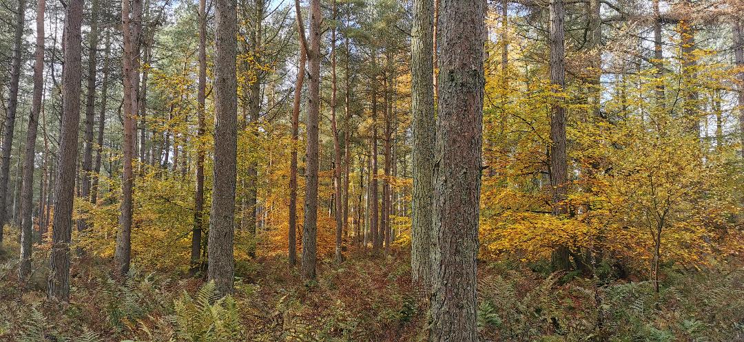 Photo of: trees in Autumn