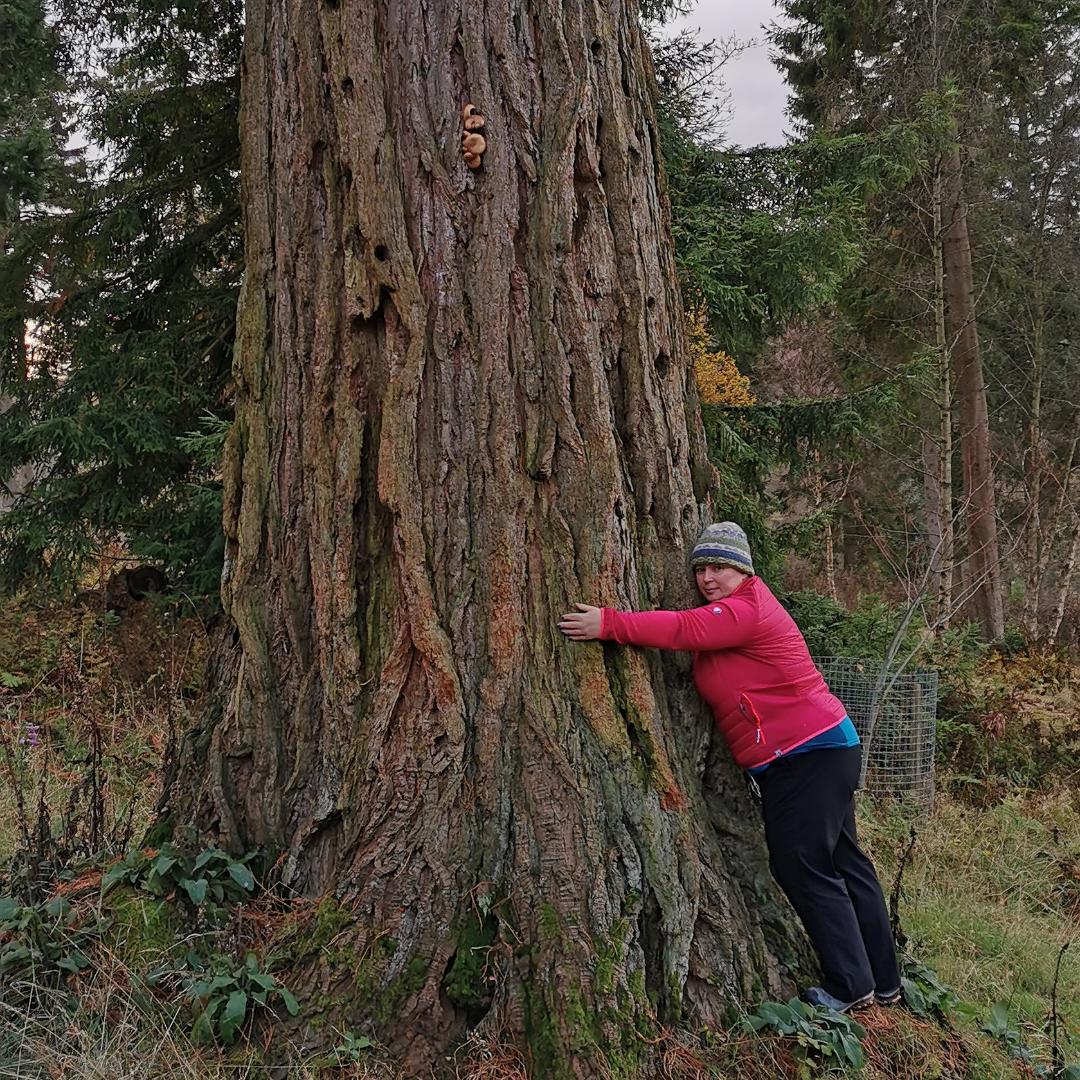 Photo of a woman hugging a Giant Redwood tree. 