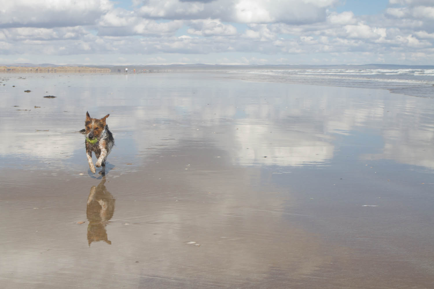 A small dog on the beach with his ball. Reflections on the sand of clouds