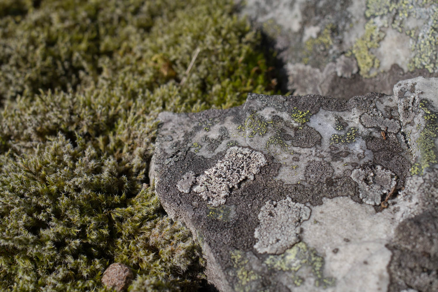 Mosses and lichens on a rock in Glen Esk