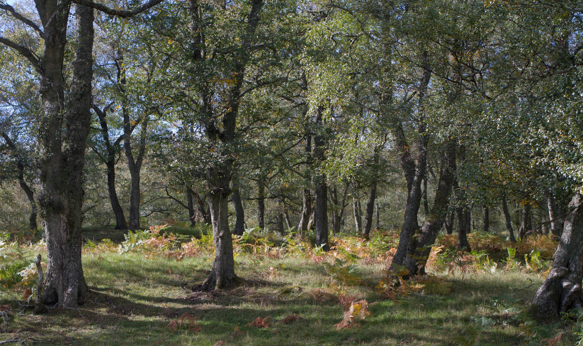 Silver birch trees with ferns underneath in Glen Esk, Scotland