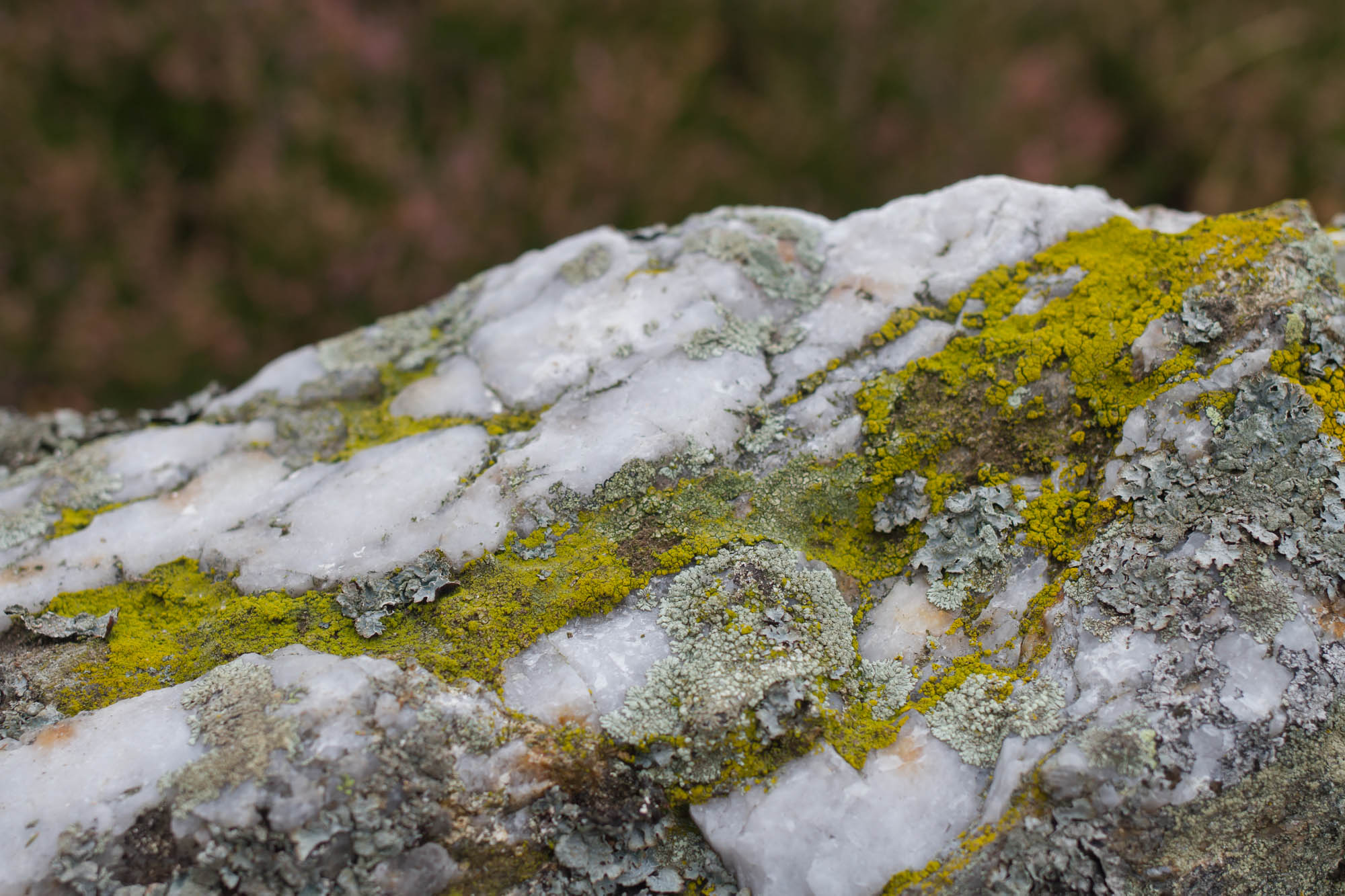 Mosses and lichen on a rock in Glen Esk 