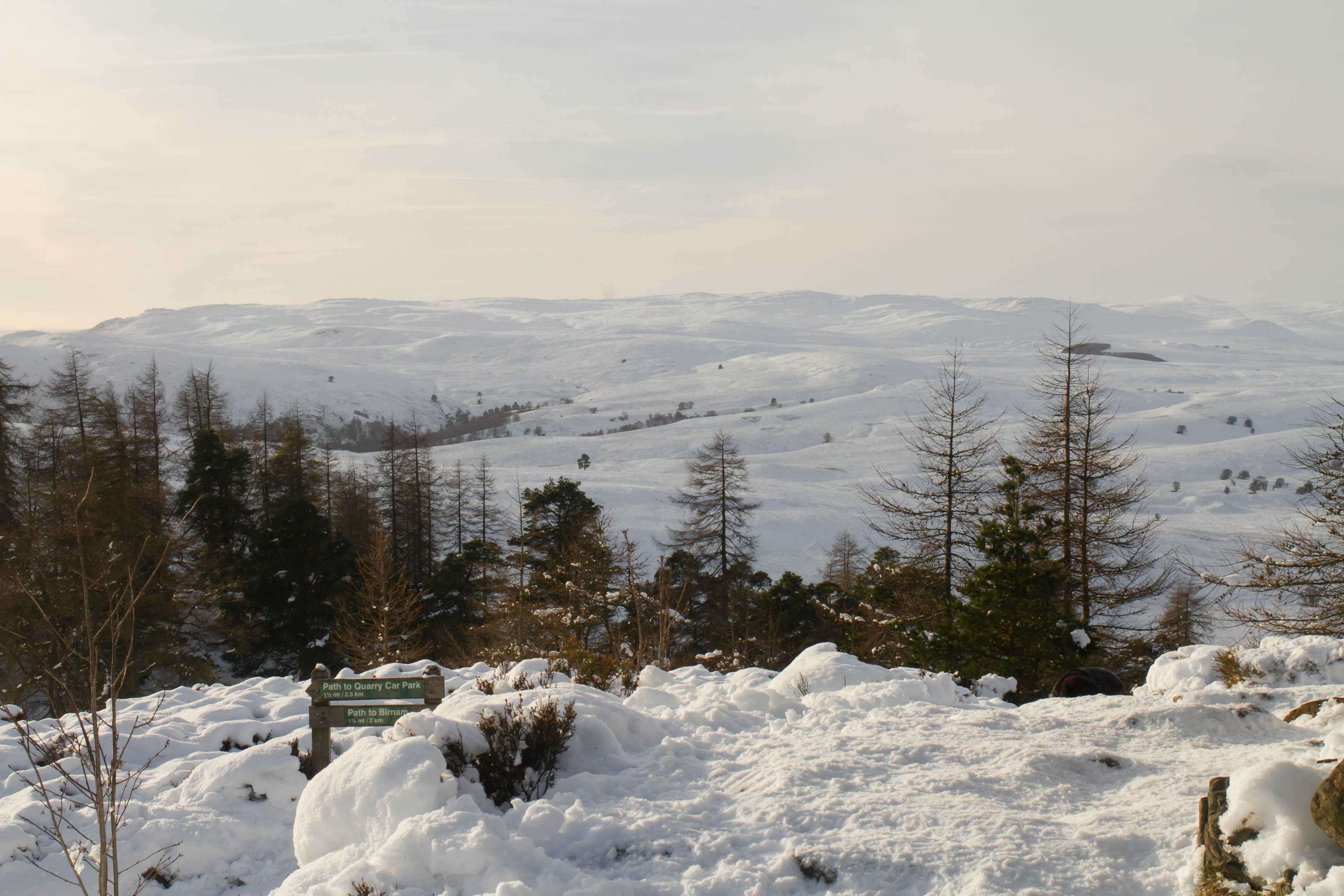 Birnam Hill, Perthshire in the snow 