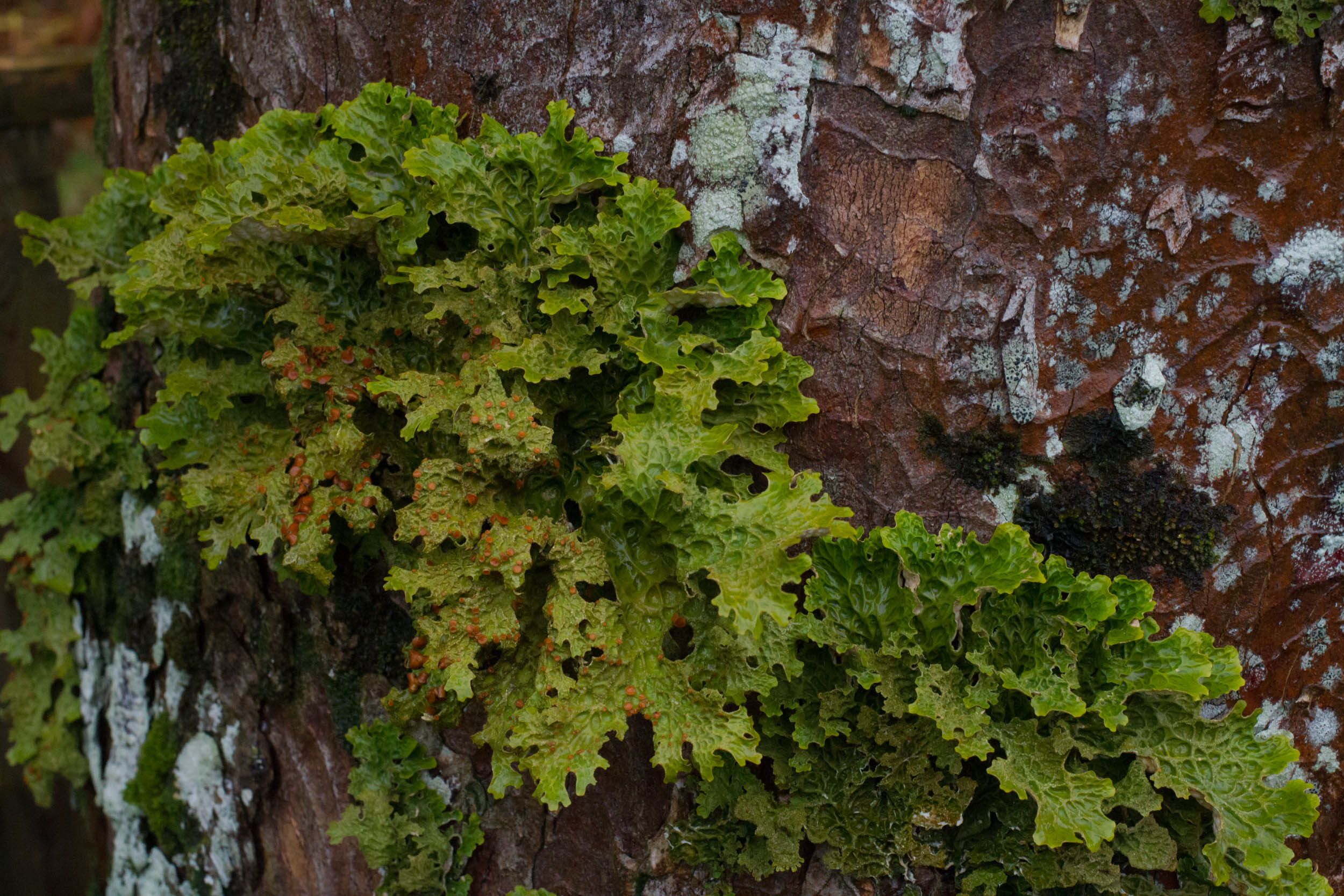 Flowerdale glen, lichen, 