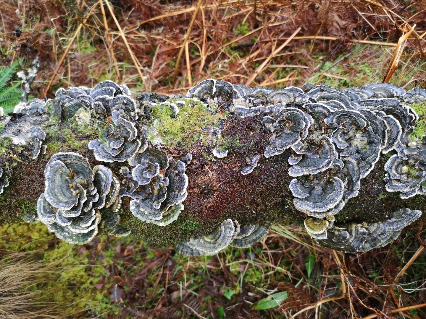 Fungi, Flowerdale glen waterfall walk, Gairloch