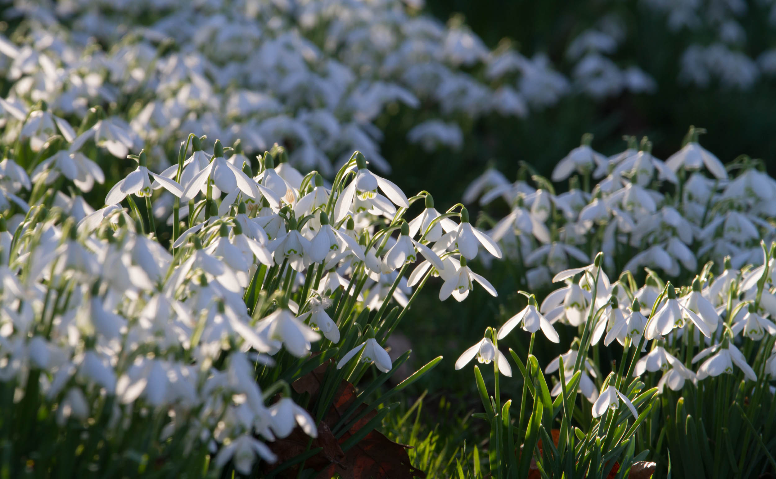 Cambo Garden Snowdrops