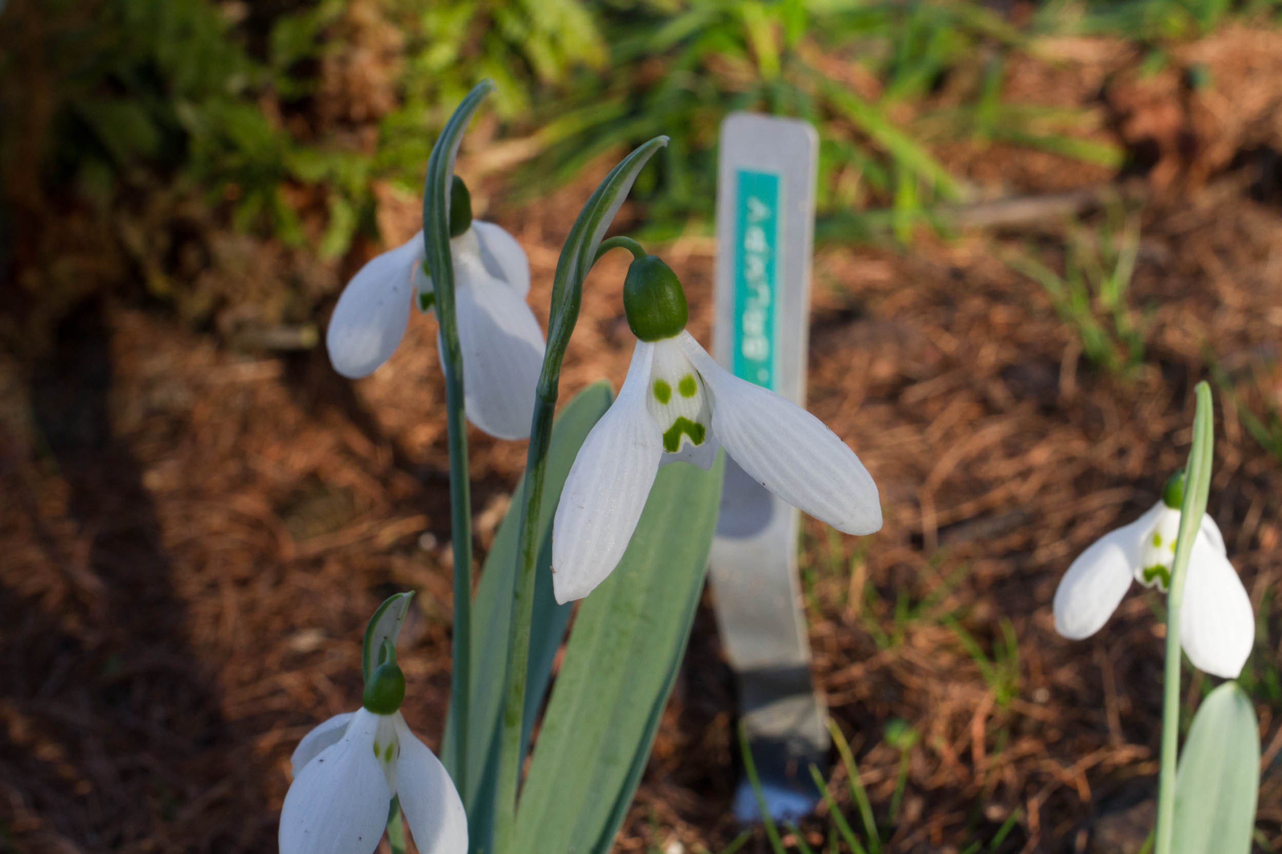 Cambo Garden Snowdrops