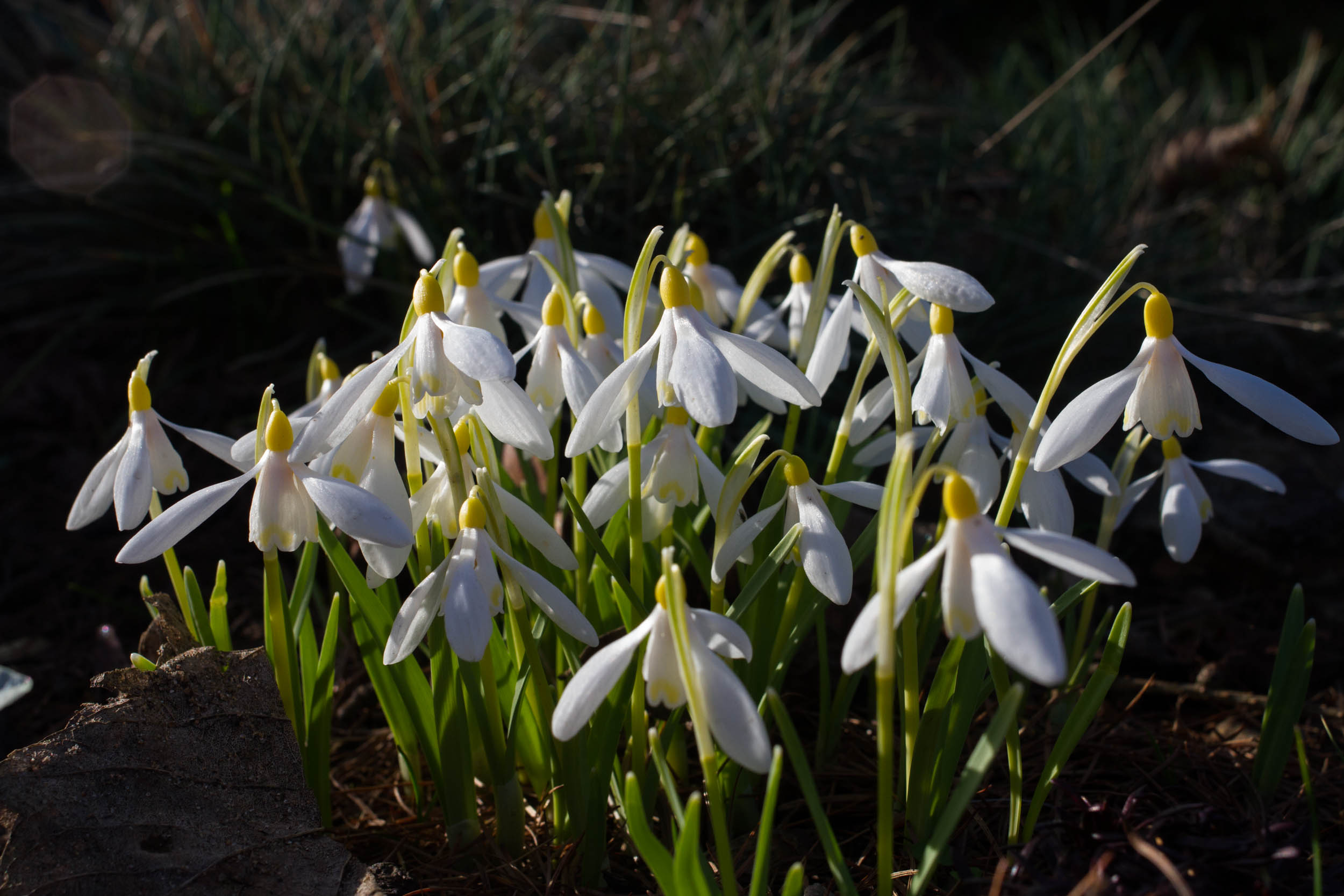 Cambo Garden Snowdrops