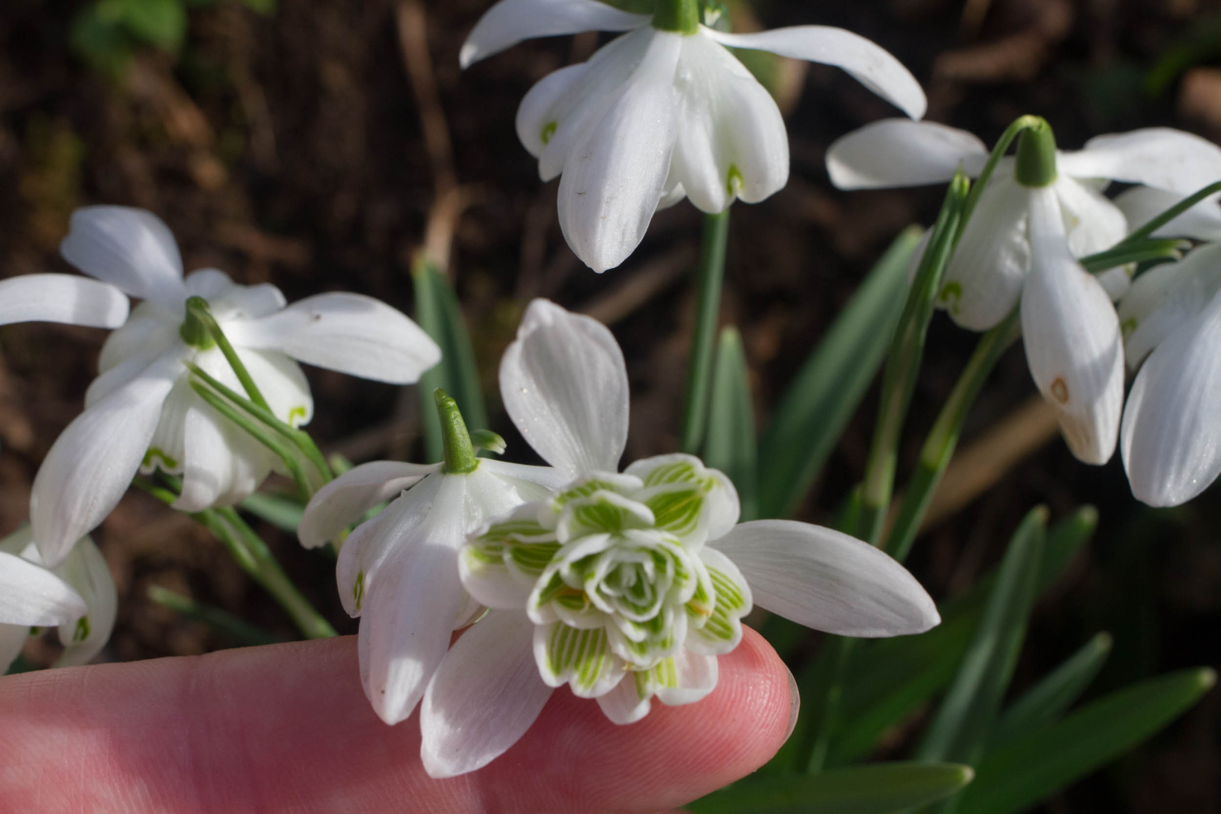 Cambo Garden Snowdrops