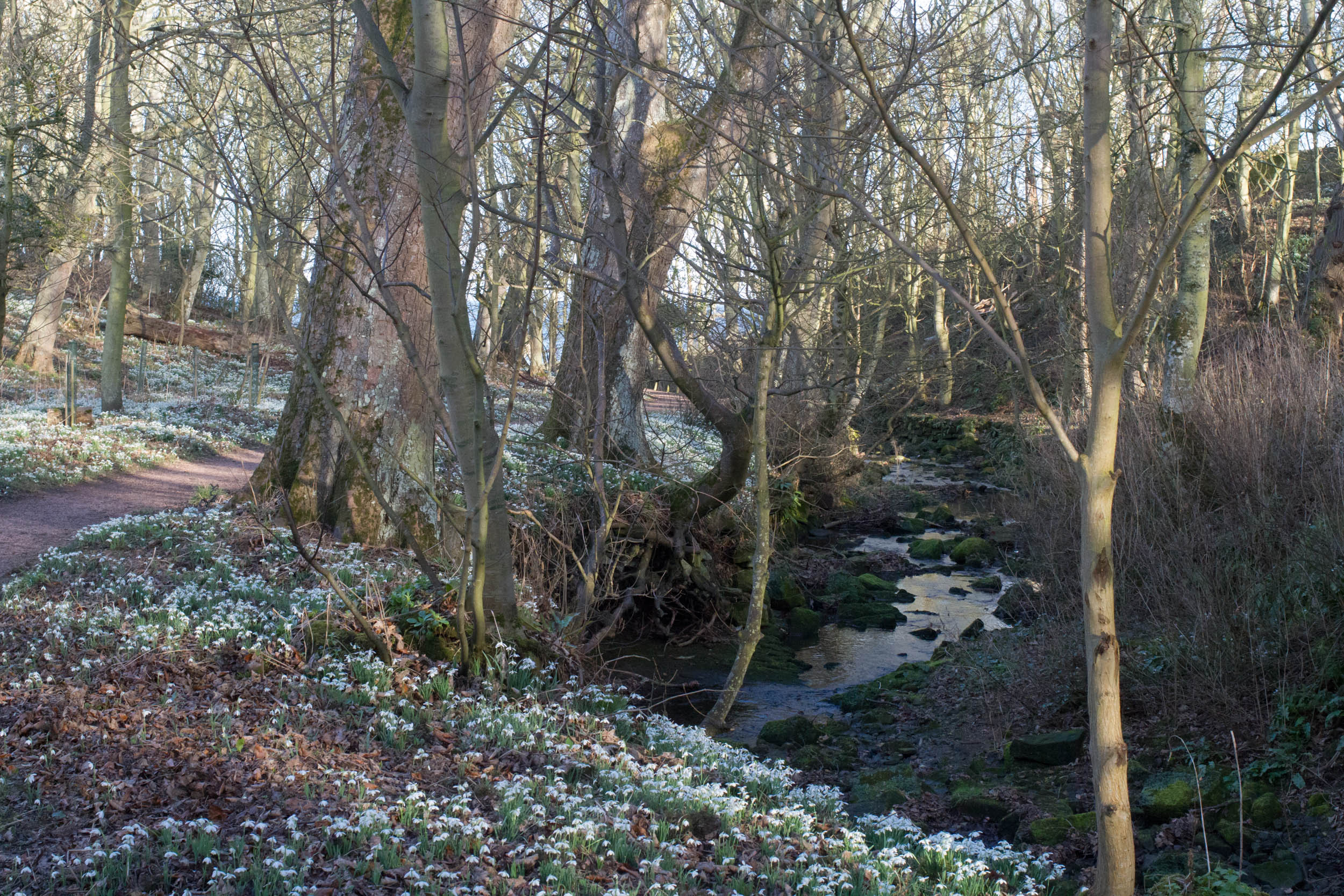 Cambo Garden Snowdrops