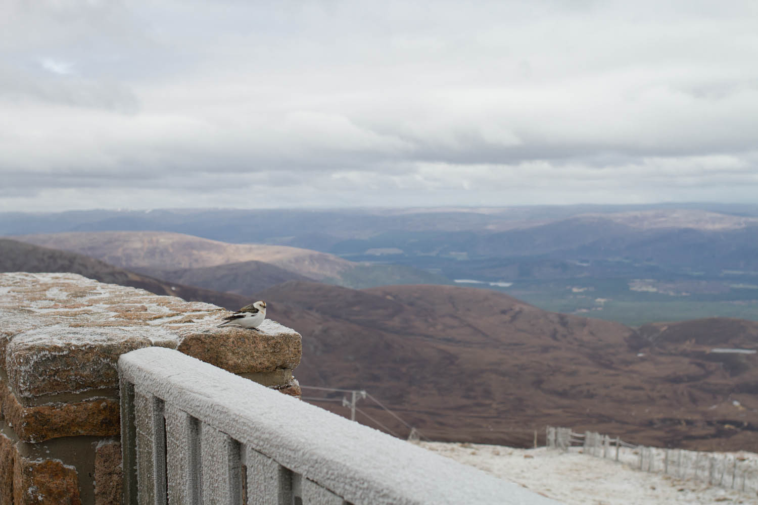 Snow bunting on Cairngorm Mountain