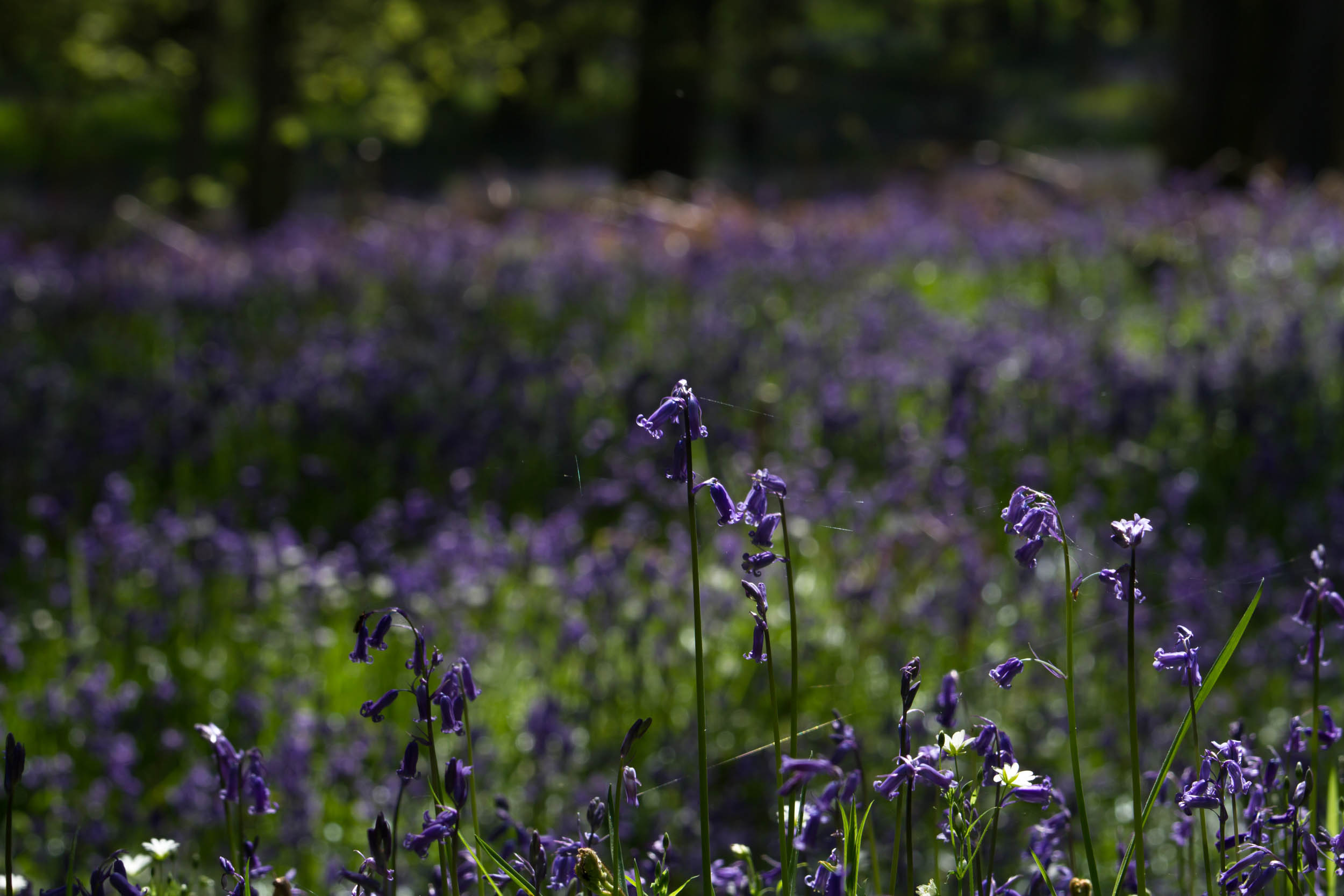 Bluebell woods in Perthshire