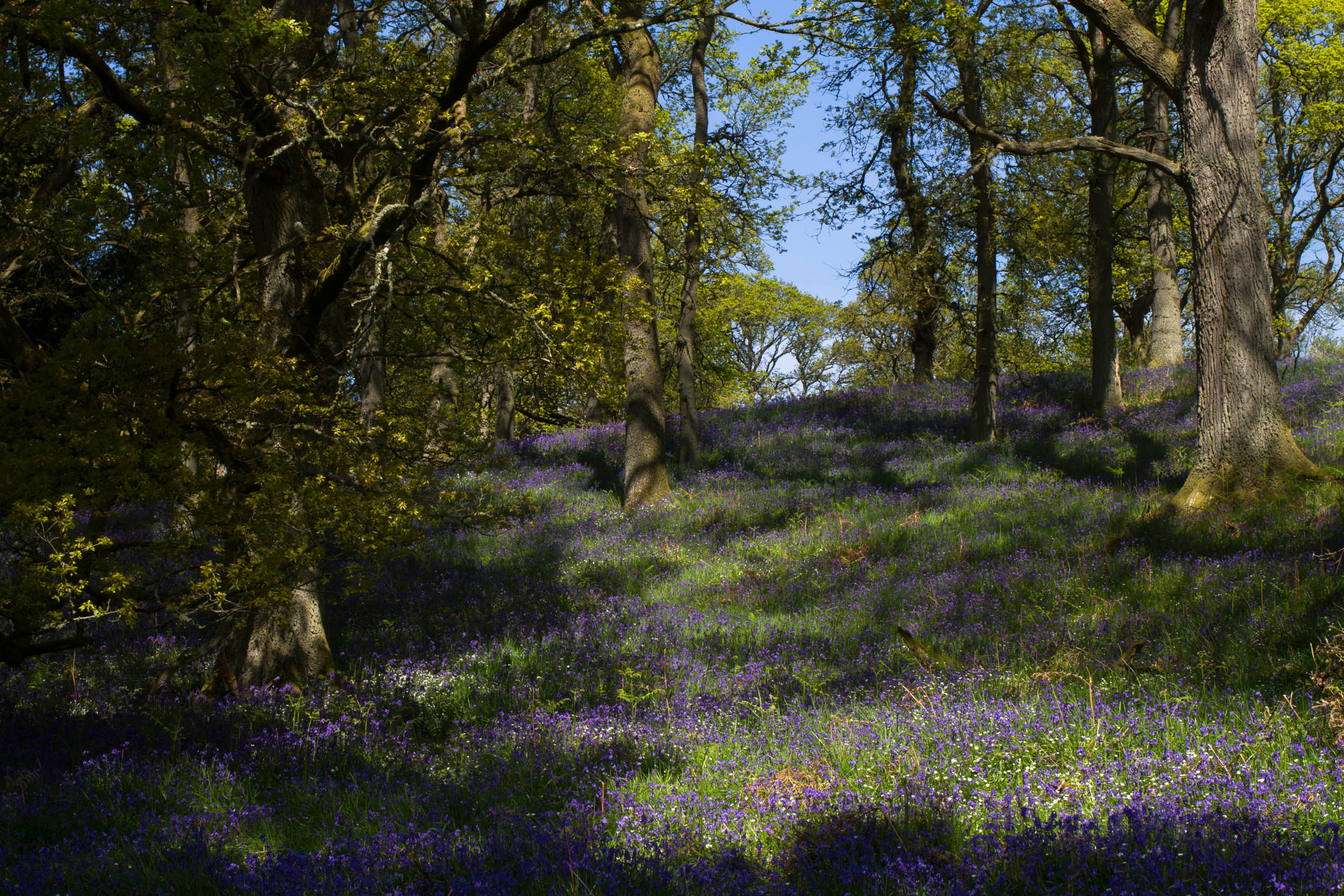 Bluebell woods in Perthshire