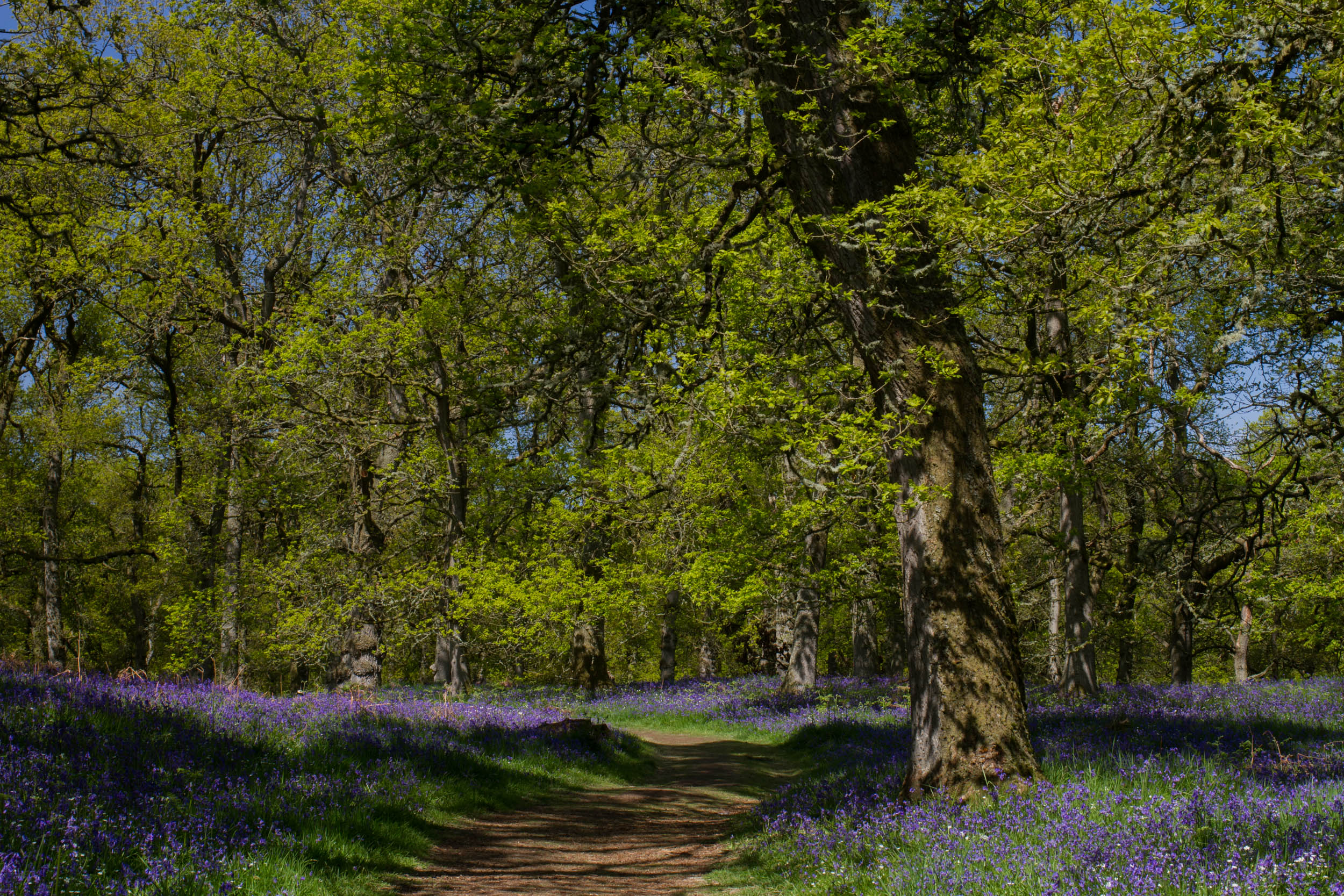 Bluebell woods in Perthshire