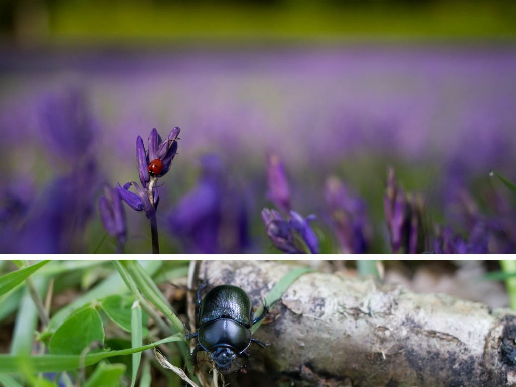 Ladybird on a bluebell. And a beetle on a stick