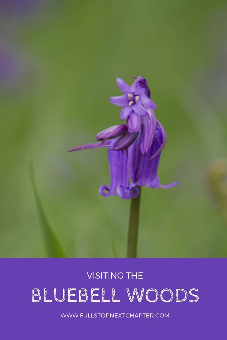 Pin for Later - Visiting the Bluebell Woods 