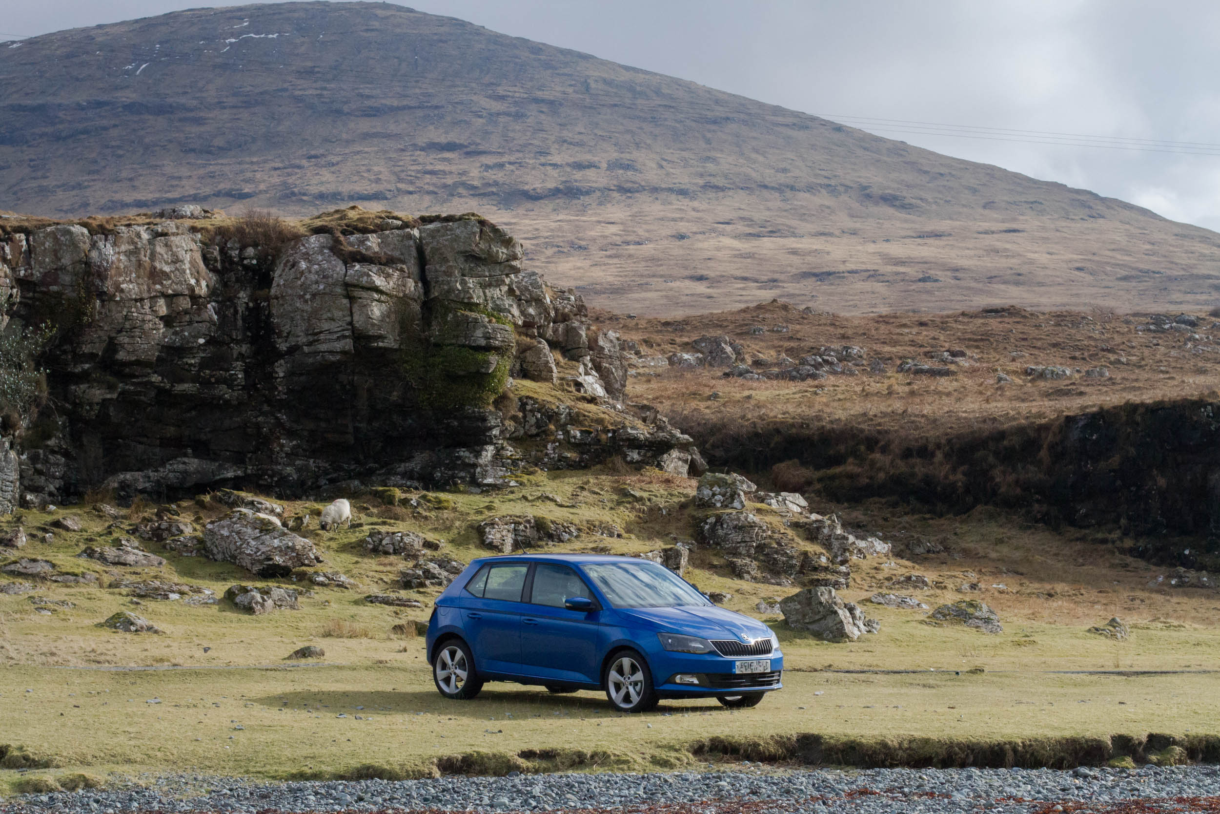 Wildlife in Mull