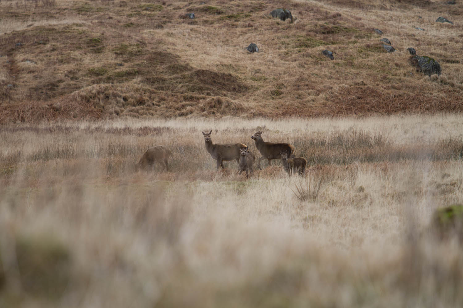 Wildlife in Scotland 