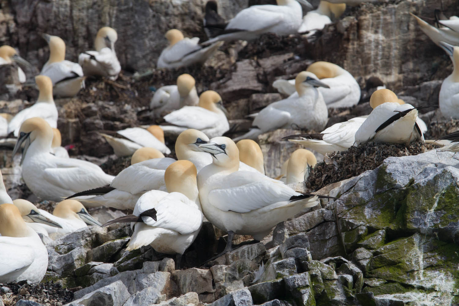 Bass Rock boat trip