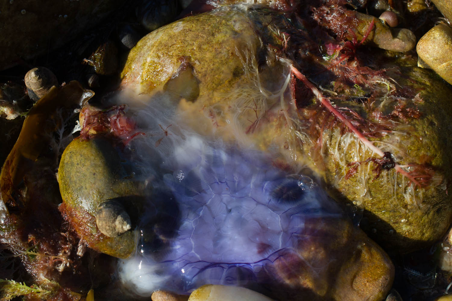 Wildlife in Scotland. Jelly fish on a rock