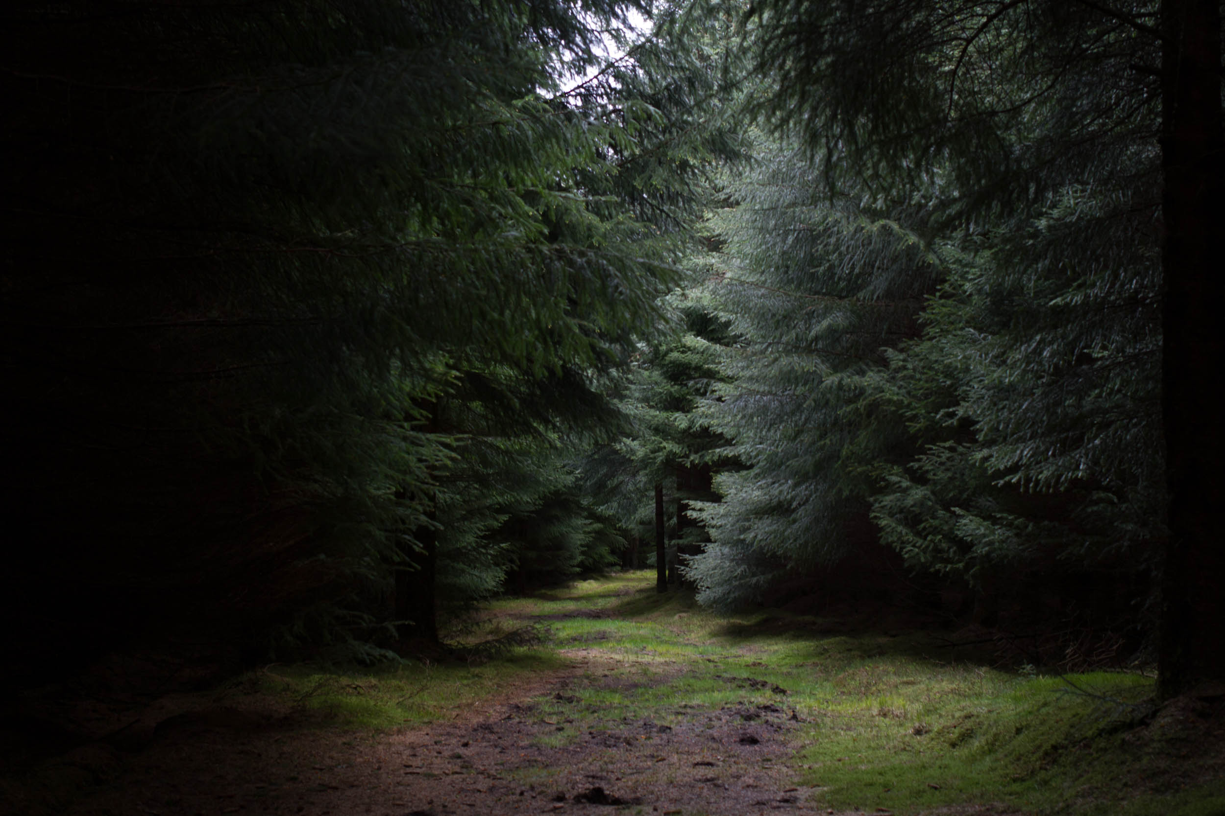 Dark path at Clashindarroch Forest 