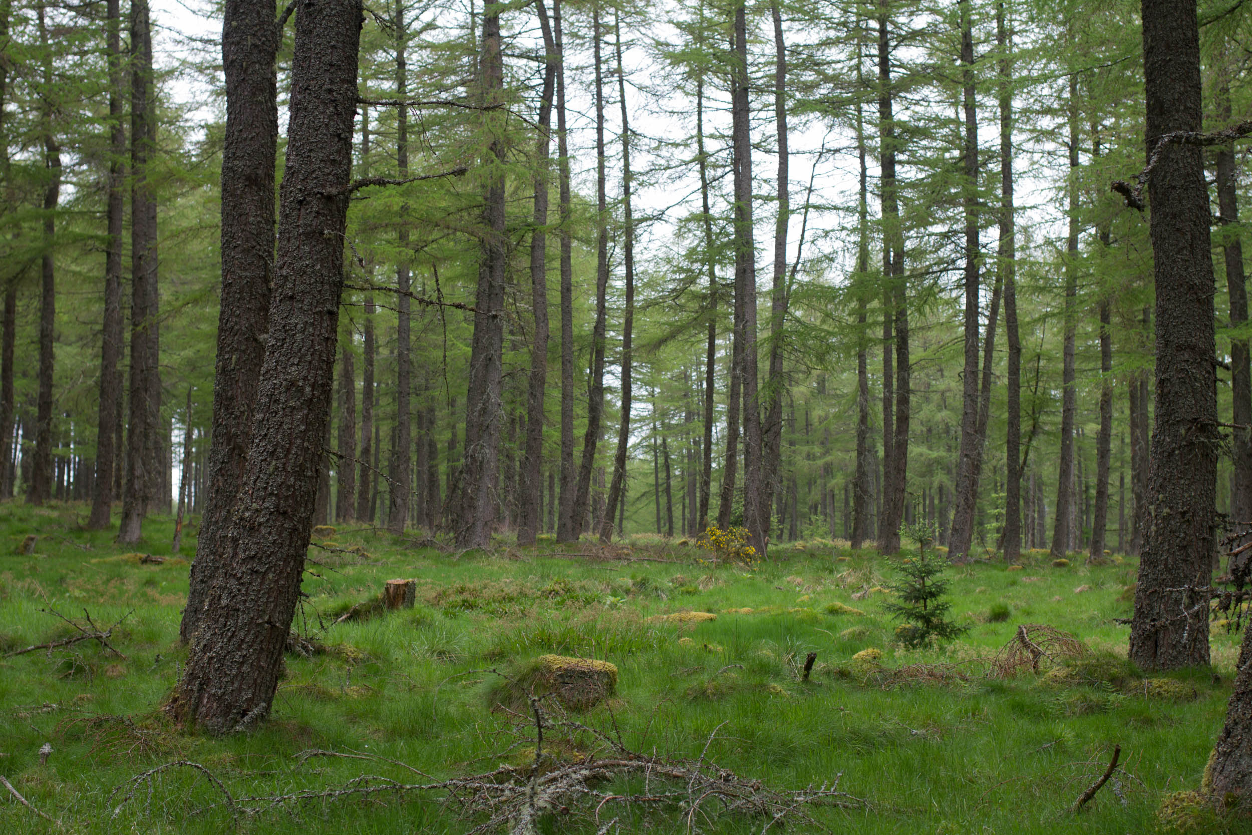 Clashindarrich Forest, Aberdeenshire. Trees