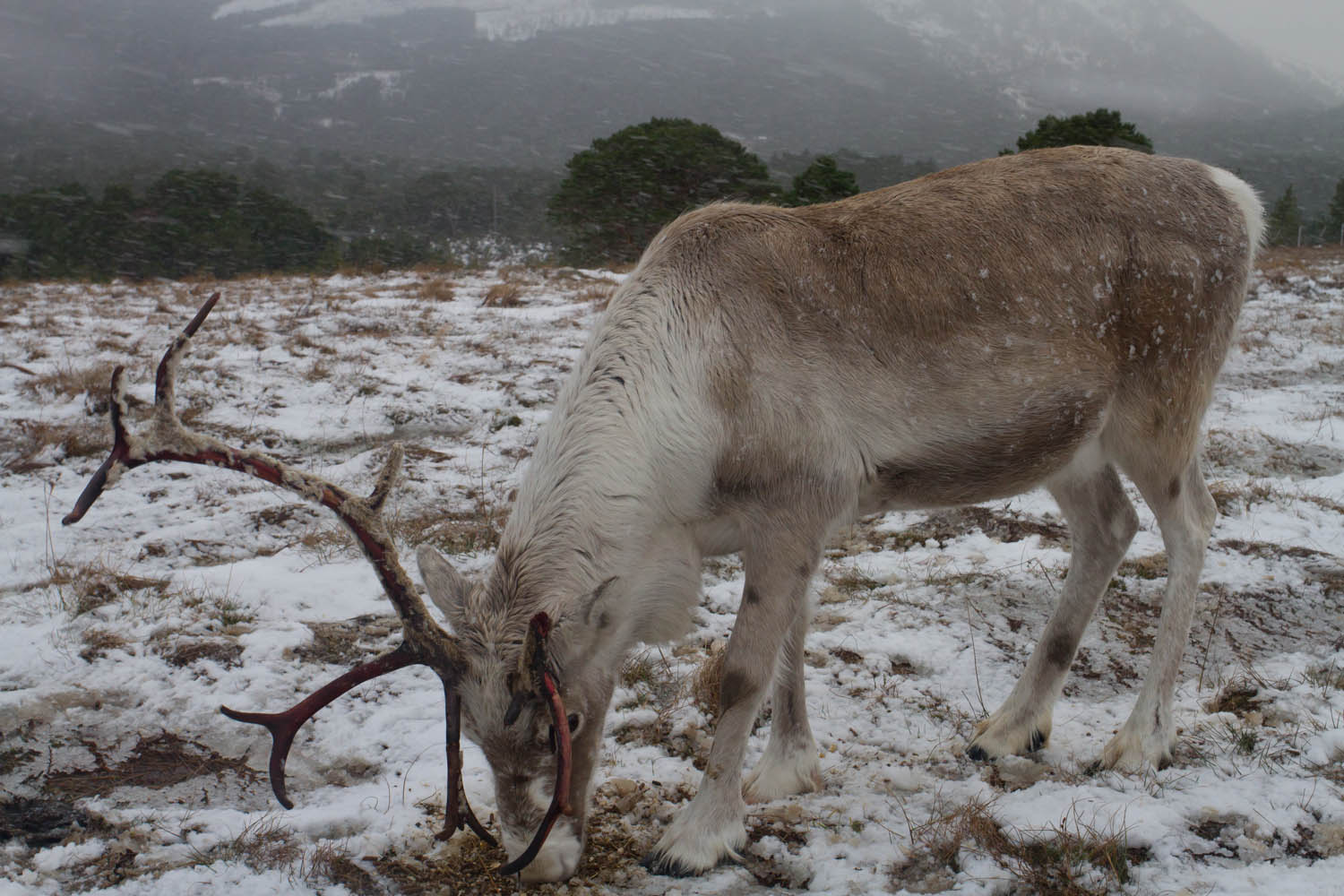 Reindeer Herd in Scotland