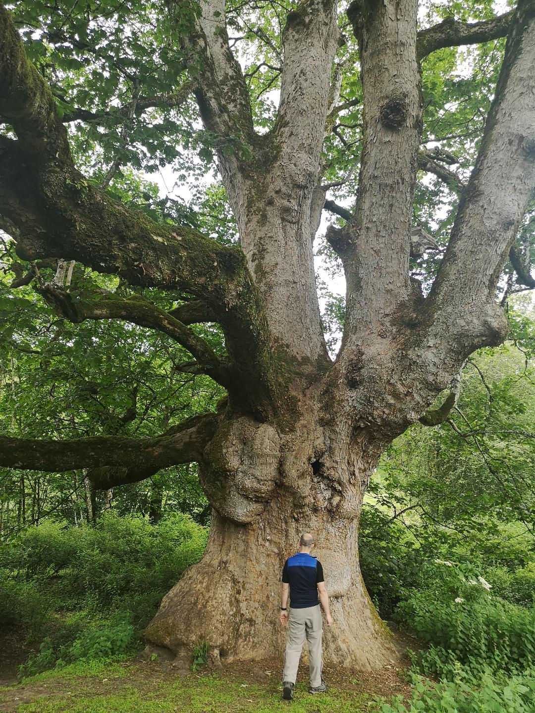 Birnam sycamore, Perthshire