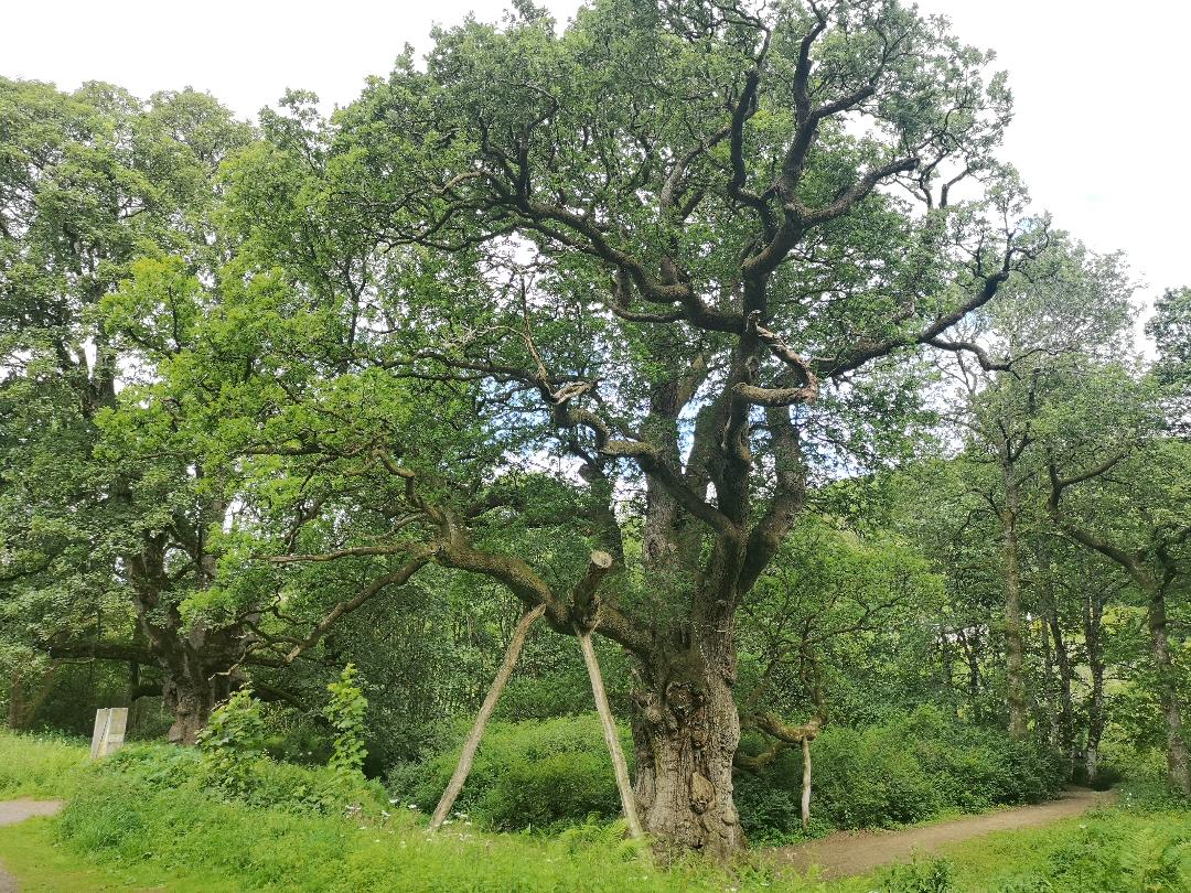 Birnam Oak, Perthshire