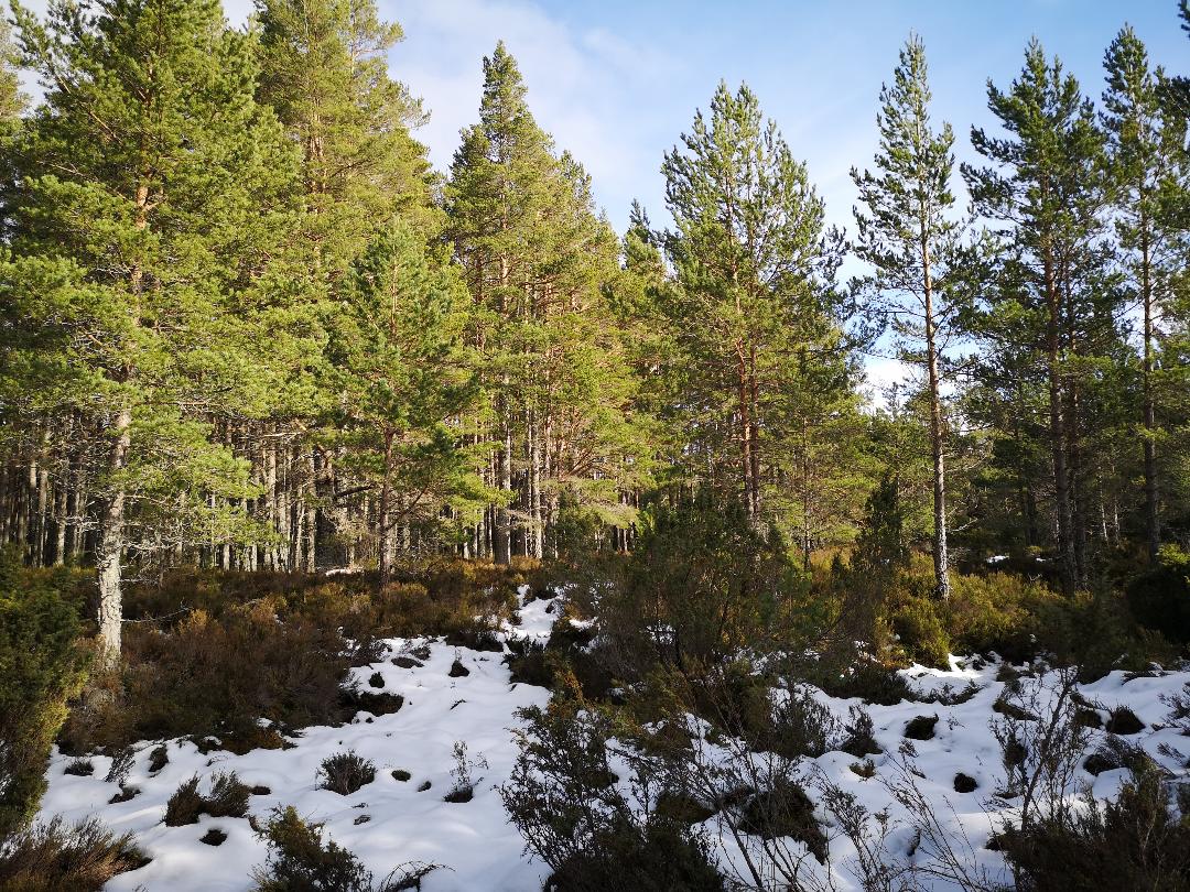 Lairig Ghru, Cairngorms