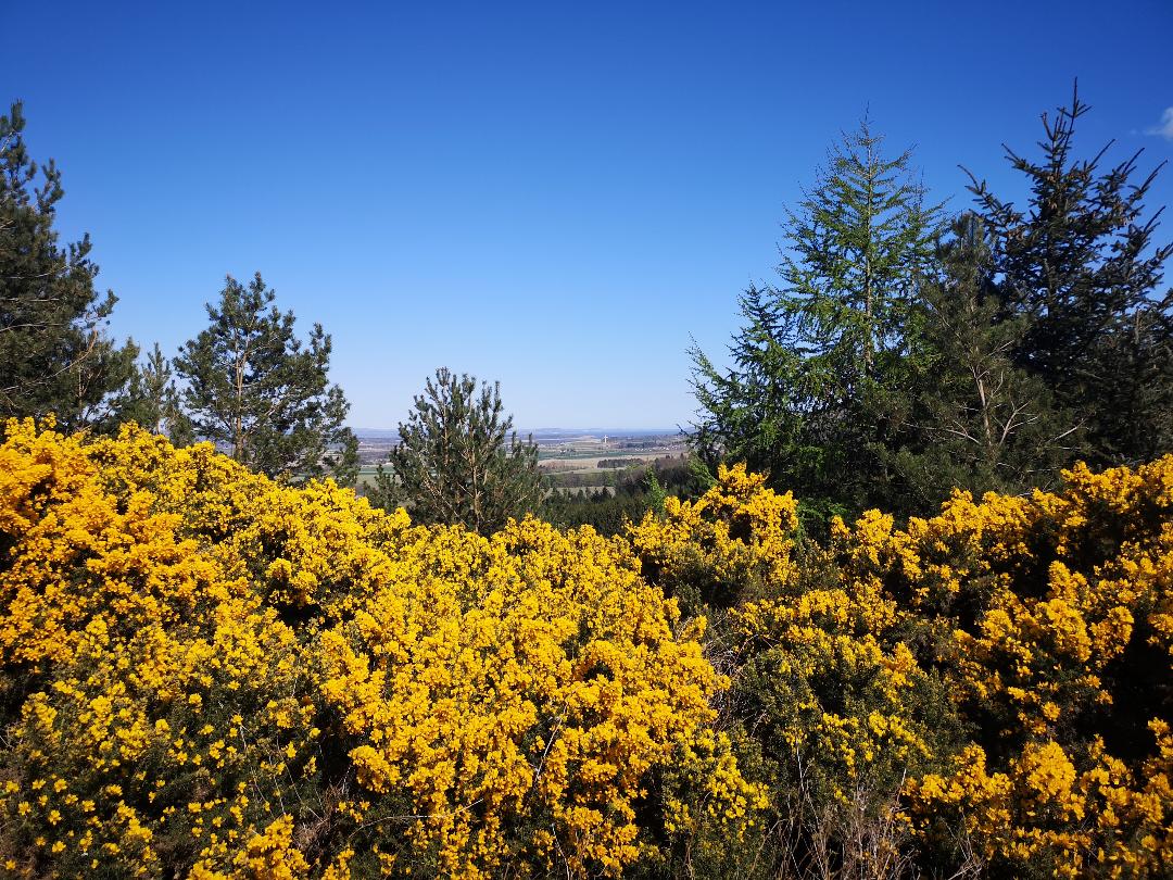 Gorse bushes with a view over Scotland. Little walks from home during lockdown