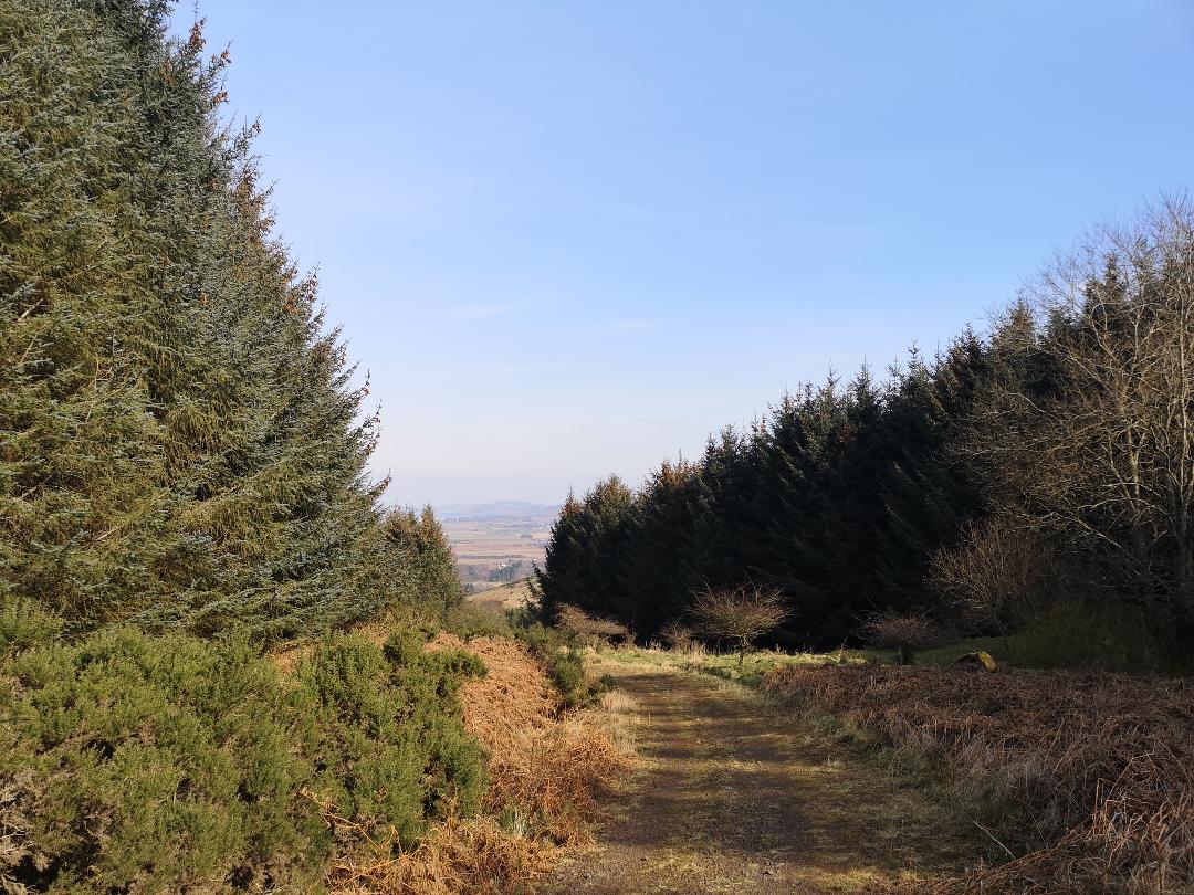 Hillside in Perthshire with a treelined view - little walks from home during lockdown