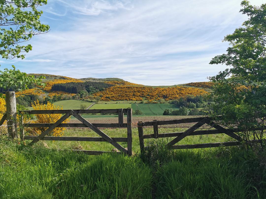 Wooden gates with yellow gorse in the background 