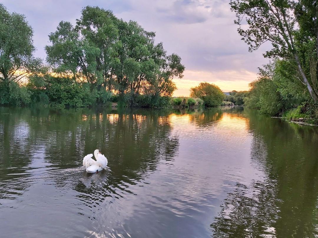 Photo of a swan on a river. The sun is setting and there are trees over hanging the water