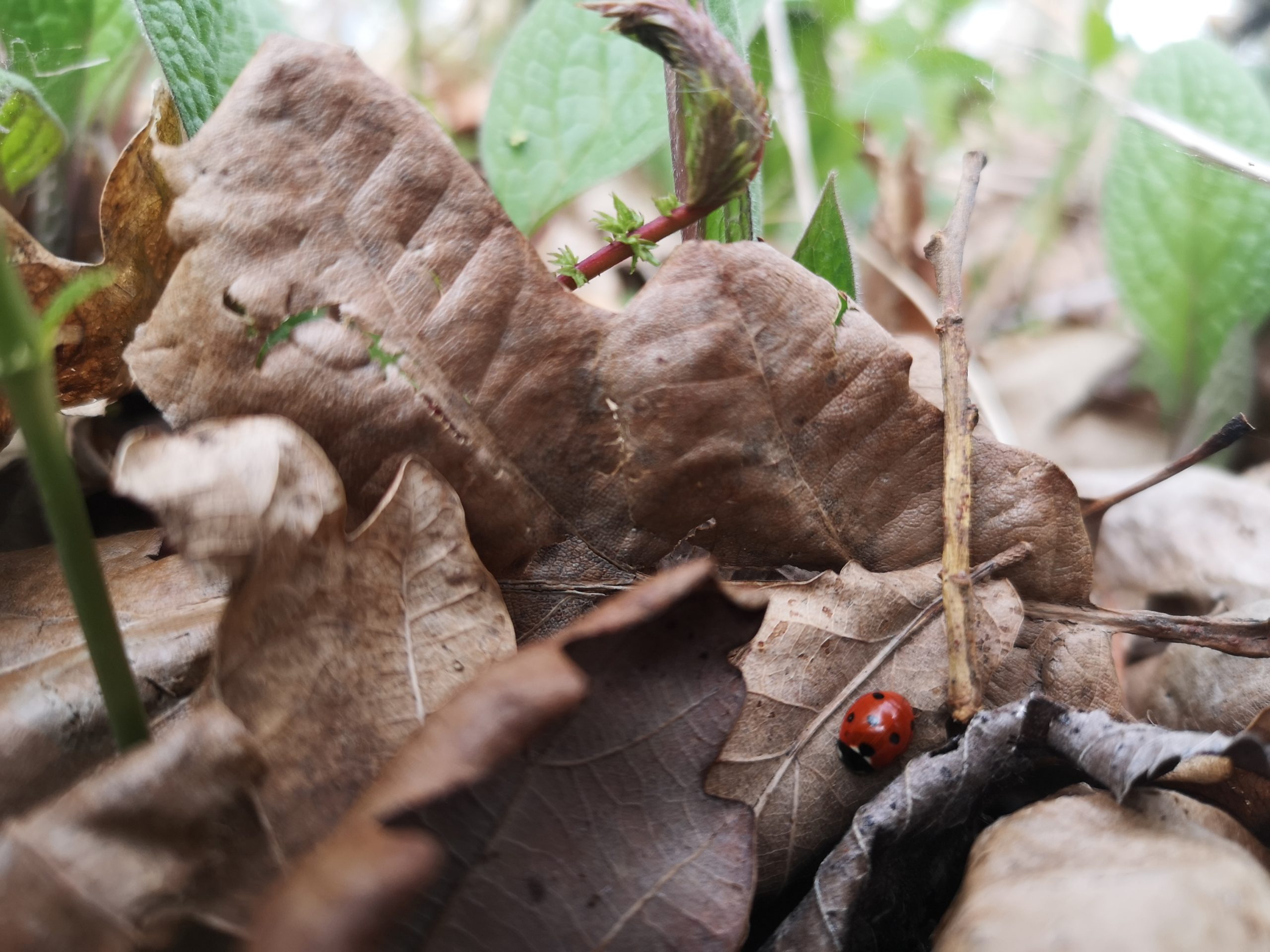 Photo of a ladybird in the leaflitter