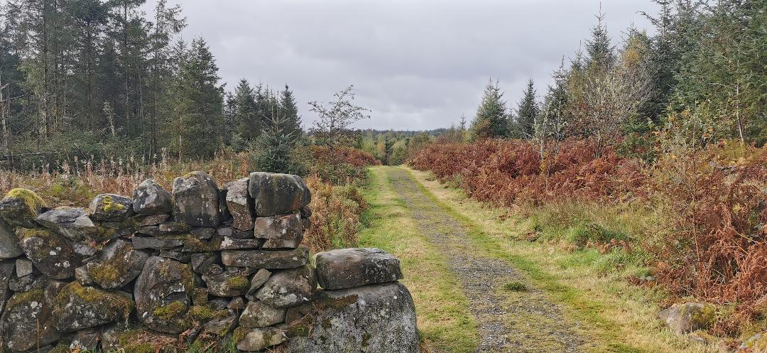 Image of a dyke wall and grassy track leading into the distance