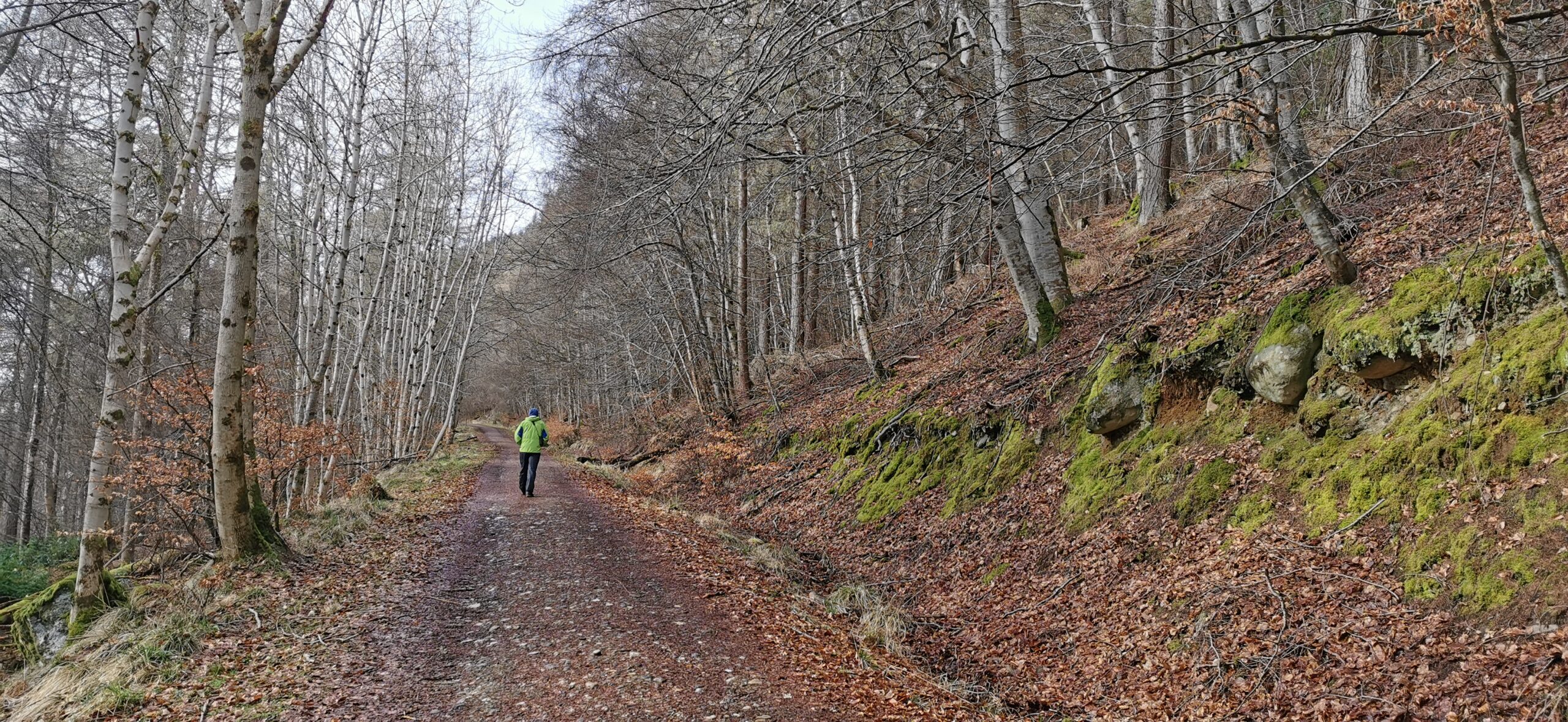 Image of: A male figure walking up a steep woodland track in winter. 